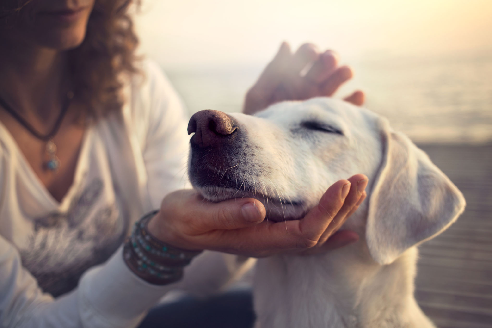 pet needs