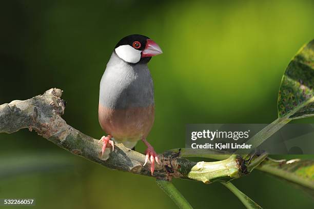127 Java Sparrow Stock Photos, High-Res Pictures, and Images - Getty Images