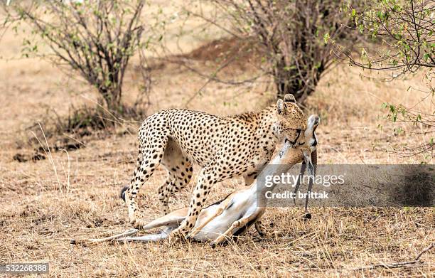 cheeta with thompson gazelle kill. masai mara, kenya, africa. - thomsons gazelle stock pictures, royalty-free photos & images