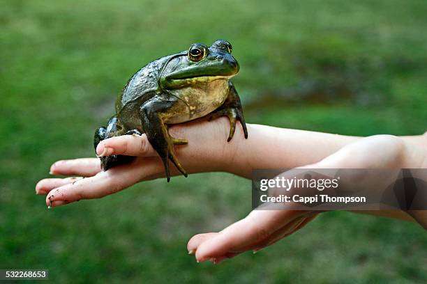 368 American Bullfrog Stock Photos, High-Res Pictures, and Images ...