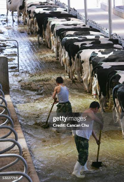 Workers clean a cow barn at Mengniu Dairy Co. Ltd.'s modern dairy farm July 12, 2005 in Hohhot, Inner Mongolia autonomous region in north China. The...