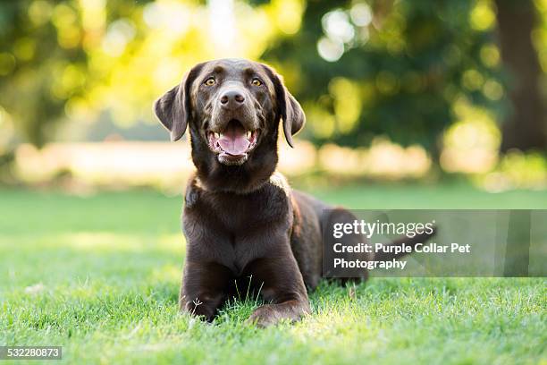 chocolate labrador dog laying on grass outdoors - chocoladebruine labrador stockfoto's en -beelden