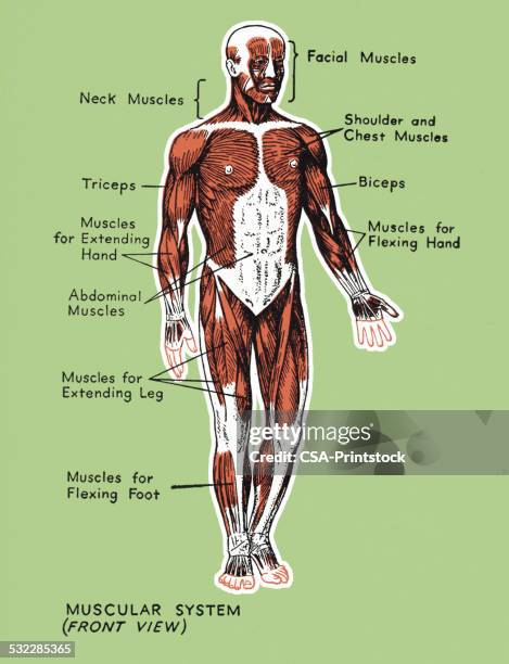 Musclare 506 Diagram Of Muscular System Stock Photos, High-Res Pictures, and ...