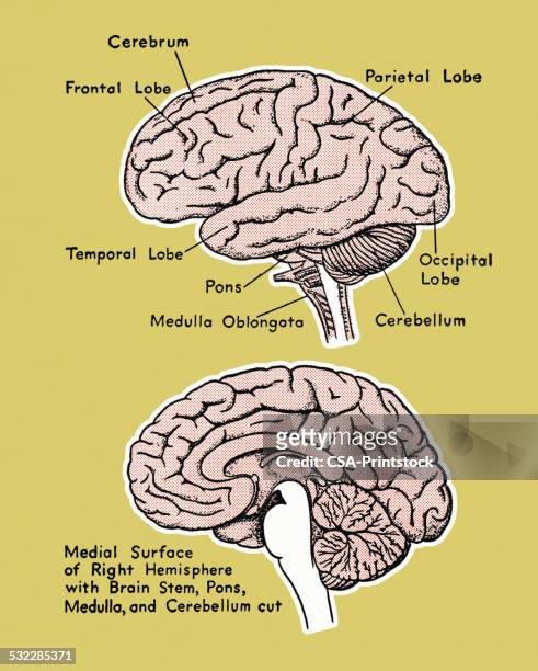 brain diagram - brain diagram colour stock illustrations