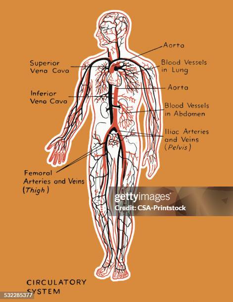 human circulatory system - blood flow stock illustrations