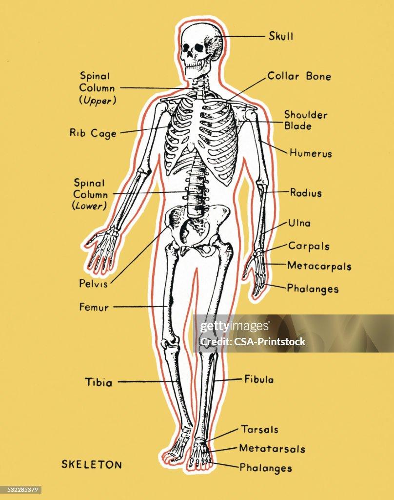 Color Code Skeleton Diagram Diagram Of A Skeleton High-Res Vector Graphic - Getty Images