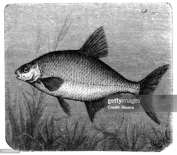 ilustrações de stock, clip art, desenhos animados e ícones de antiguidade ilustração de frequentes abramis bream (brama) - sea bream