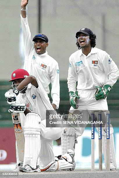 Sri Lankan cricketers Thilan Samaraweera and Kumar Sangakkara unsuccessfully appeal for a leg before wicket decision against West Indian batsman...
