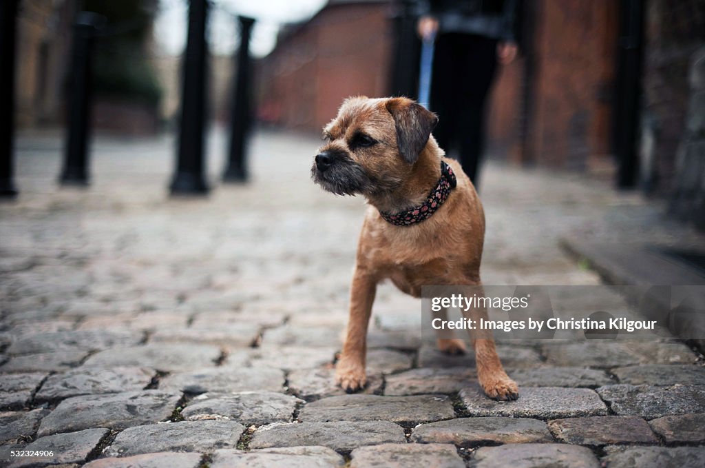 Border Terrier walking about town on a lead