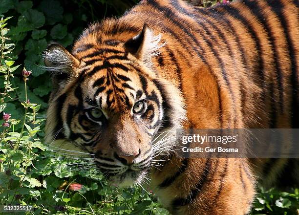 angry sumatran tiger - sumatran tiger stock pictures, royalty-free photos & images
