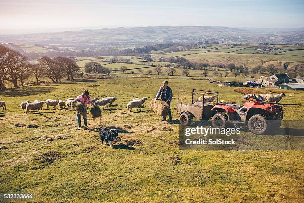 agriculteurs éteindre hay pour les moutons - chien de berger photos et images de collection