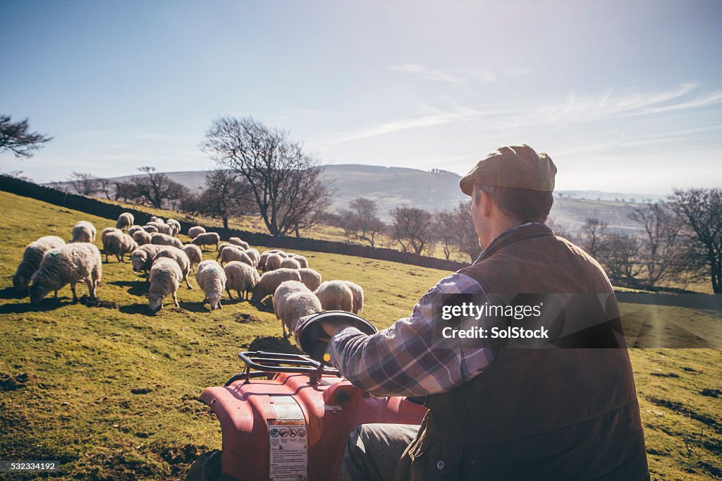 Herding Sheep