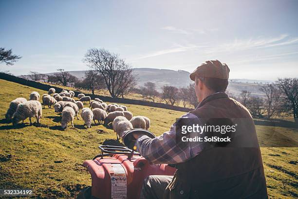 herding sheep - atv bildbanksfoton och bilder