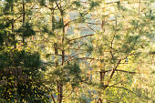 Kesiya pine in morning