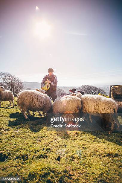 farmer putting out feed for the sheep - adult sheep stock pictures, royalty-free photos & images