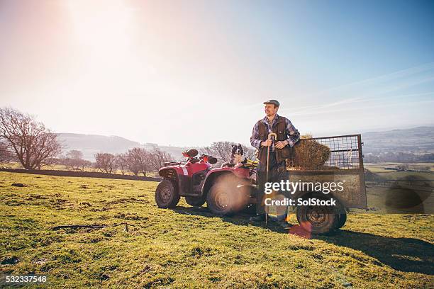 mature farmer and his sheepdog - quad bildbanksfoton och bilder