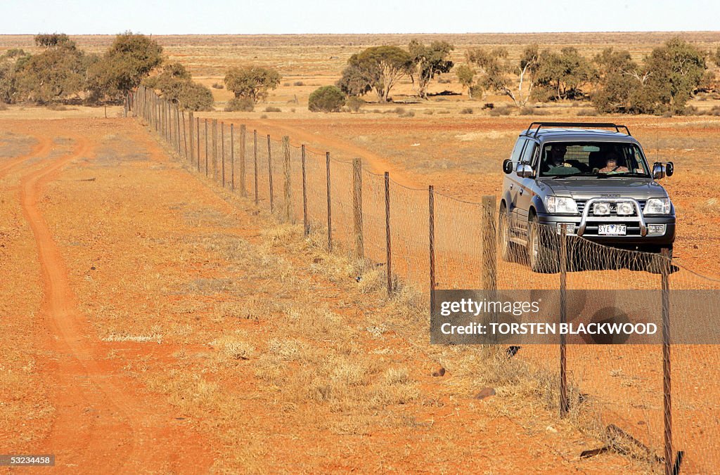 The Dingo (a native Australian dog) Fenc