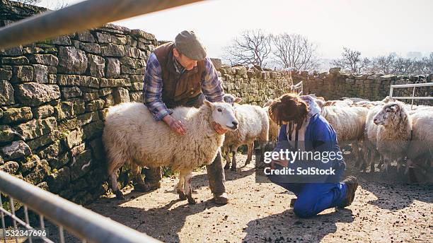 passing on expertise - farm stock pictures, royalty-free photos & images