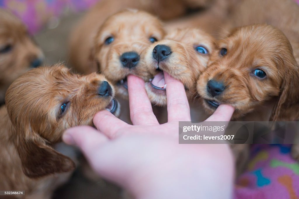POV of puppies chewing on a hand