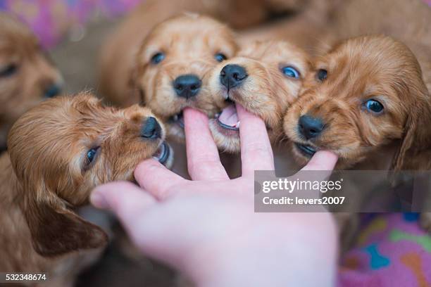 pov of puppies chewing on a hand - english springer spaniel stockfoto's en -beelden