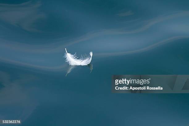 feather in the water - sarnico stock pictures, royalty-free photos & images