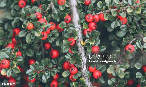 cotoneaster horizontalis with fruits - cotoneaster horizontalis stock pictures, royalty-free photos & images