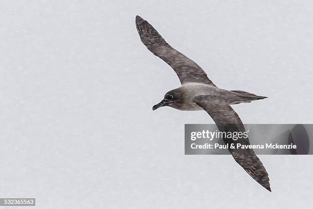 light mantled sooty albatross flying - inselgruppe south sandwich islands stock-fotos und bilder