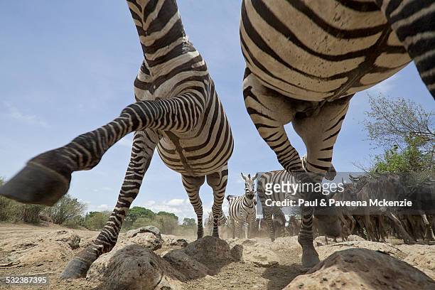 zebras running, ground level perspective - zebra herd running stock pictures, royalty-free photos & images