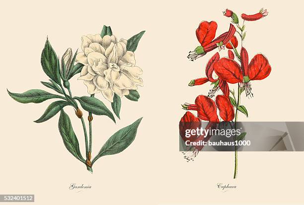 victorian botanical illustration of cuphaea and gardenia plants - gardenia stock illustrations