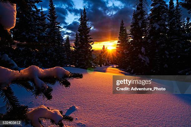 Tree Line Sunset Photos and Premium High Res Pictures - Getty Images