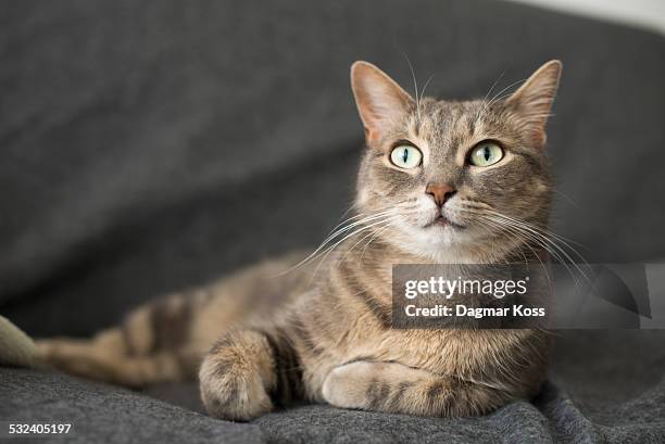 grey cat posing and looking confident - grey sofa stock pictures, royalty-free photos & images