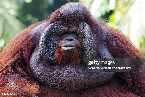 bornean orang utan showing a funny expression - bornean orangutan stock pictures, royalty-free photos & images