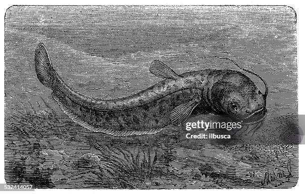 antique illustration of wels catfish (silurus glanis) - silurus glanis stock illustrations