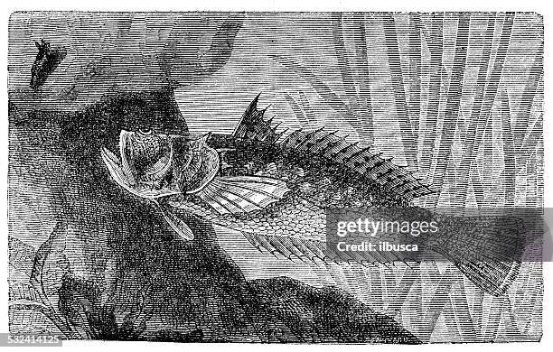 antique illustration of atlantic stargazer (uranoscopus scaber) - stargazer fish stock illustrations