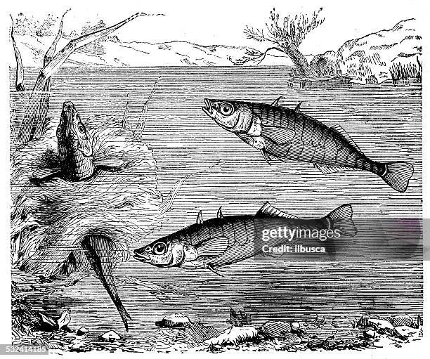 antique illustration of three-spined stickleback (gasterosteus aculeatus) - stickleback fish stock illustrations