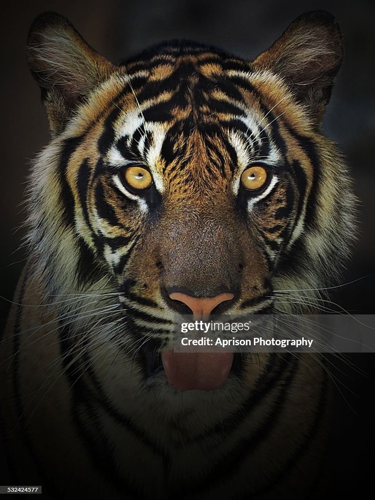 Portrait of Sumatran Tiger looking at camera
