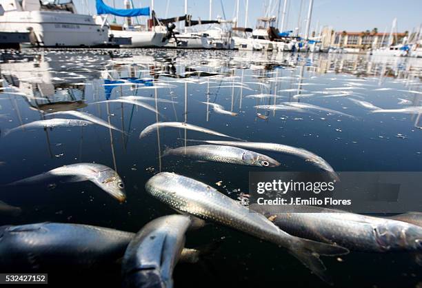 Redondo Beach, CA- 030811- Thousands of dead fish floated around the King Harbor Marina in Redondo Beach. Experts believe the fish, believed to be...