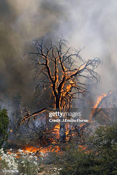 Tree surrounded by wildflowers and verdant brush goes up in flames from a wildfire in the hills around the Angeles Forest Highway near Palmdale. The...