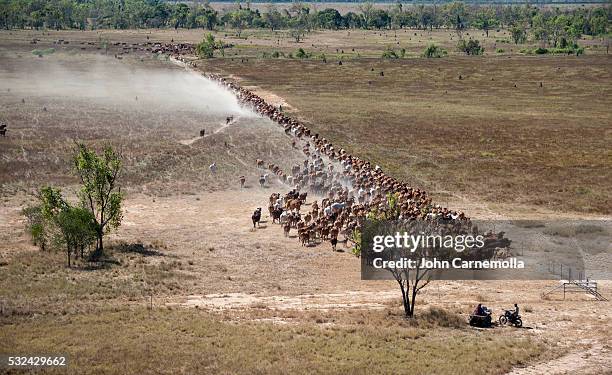 cattle mustering on delta downs station - brahma cattle stock pictures, royalty-free photos & images
