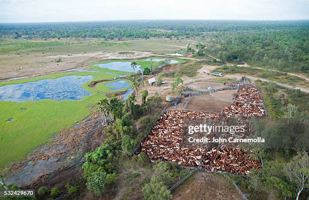 cattle mustering on delta downs station - brahma cattle stock pictures, royalty-free photos & images