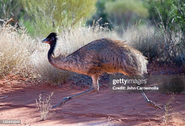 emu - émeu photos et images de collection