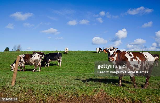 french cows - haute normandie 個照片及圖片檔