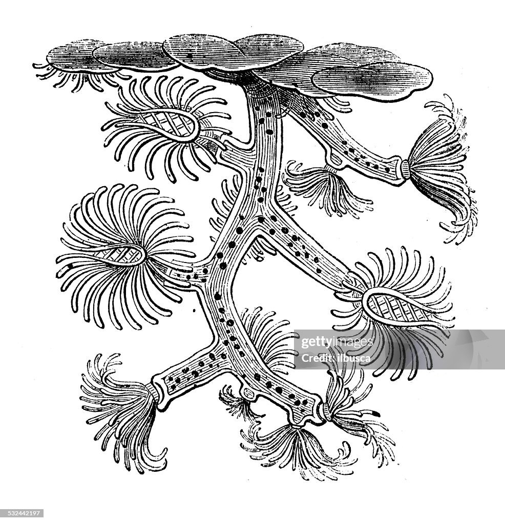 Antique illustration of Plumatella Cristallina