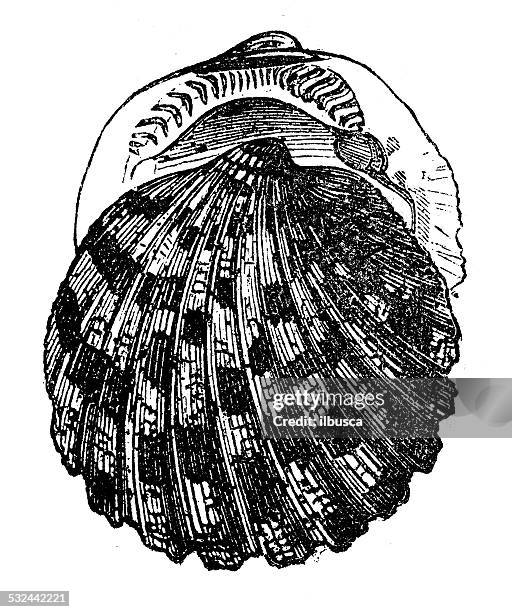 antique illustration of pectunculus delessertii shell seashell conch shell - conch stock illustrations