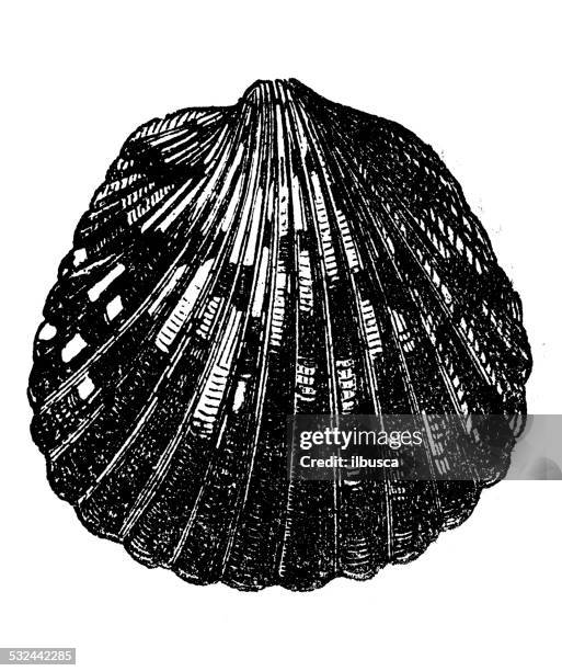 antique illustration of pectunculus pectiniformis shell seashell conch shell - conch stock illustrations