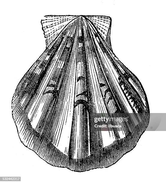antikes illustration pecten plica shell seashell conch shell - animal uterus stock-grafiken, -clipart, -cartoons und -symbole