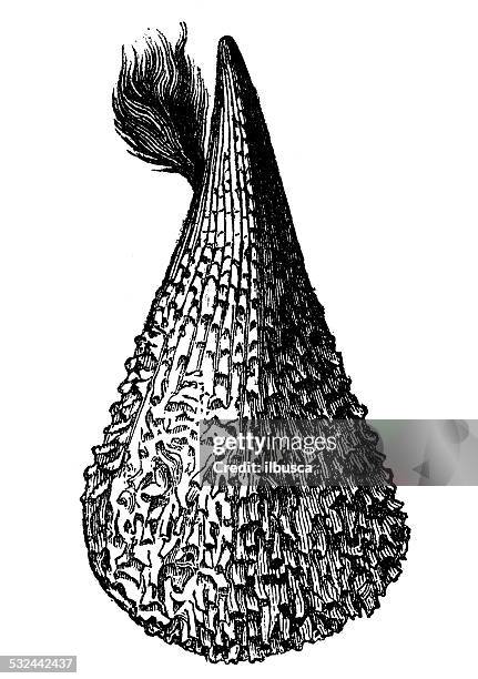 antique illustration of pinna nobilis shell seashell conch shell - conch shell white background stock illustrations