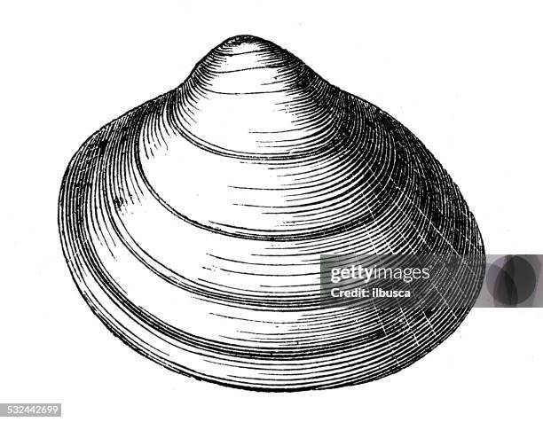 958点のハマグリイラスト素材 Getty Images 958点のハマグリイラスト素材 Getty Images