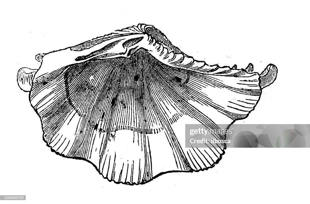 Antique illustration of Tridacna squamosa (fluted giant clam)