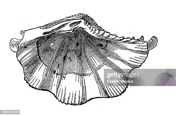 antique illustration of tridacna squamosa (fluted giant clam) - small-giant-clam stock illustrations